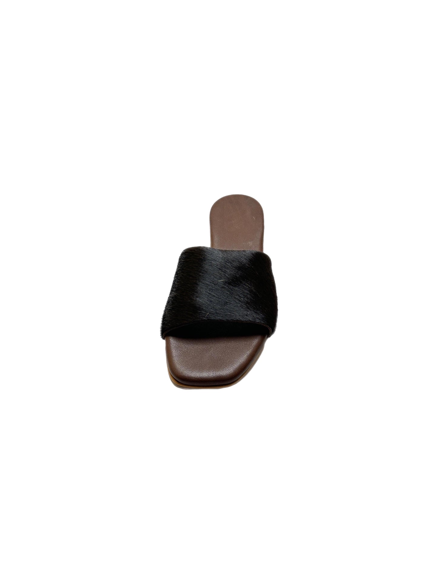 Horse brown
